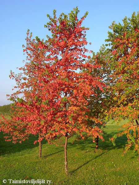 Prunus pensylvanica